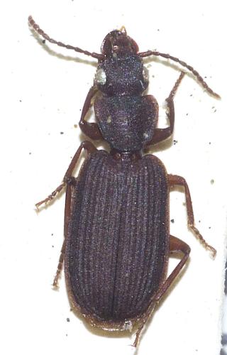 Réf. 297 161 : Platytarus faminii